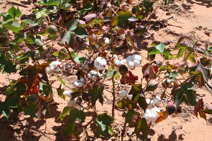 Crop Progress Notes from September 16