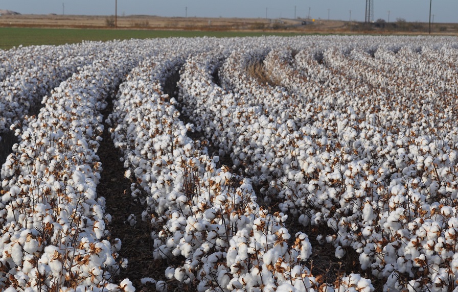 NCC Survey Shows 12.0 Million Acres of Cotton in 2022