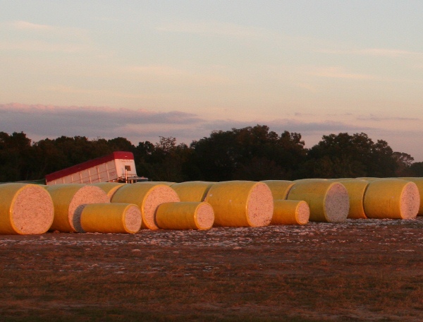 Cotton Highlights from January WASDE Report