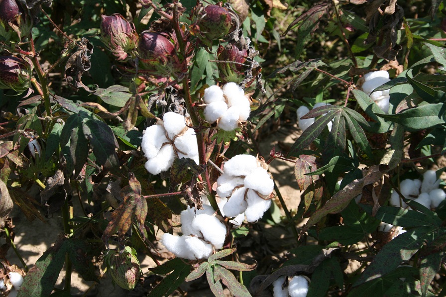 Cotton Highlights from October WASDE Report