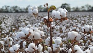 BASF Stays the Course With an Eye on the Future
