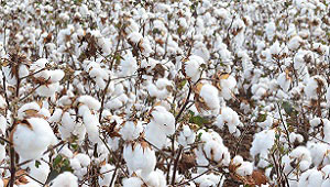 New Bayer Varieties Focus on High Yield, Adaptability