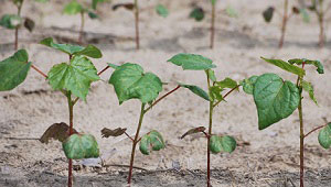 Reduce Timing Guesswork for Cotton Planting