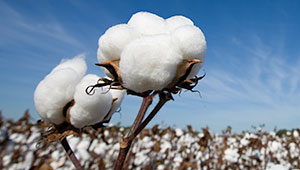 First Bale of Cotton for 2018 Delivered in South Texas