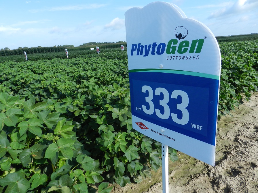 PhytoGen Poised for Breakout Success