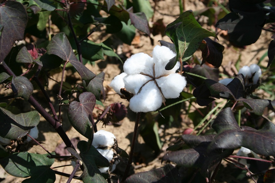 Crop Progress Notes for U.S. Cotton – September 23
