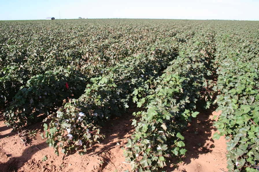 Southwest Growers Turning to Cotton Amid Drought, Grain Prices
