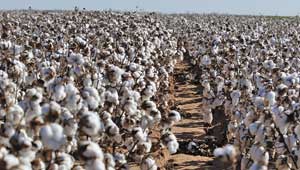 Bayer Shares the Risk with Cotton Farmers