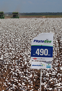 Advanced Traits from PhytoGen Protect Yield and Quality