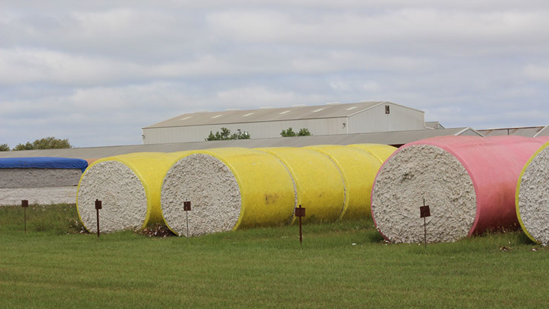 Crop Progress Notes for U.S. Cotton – October 7