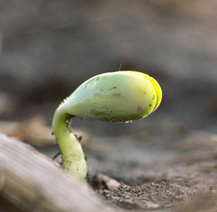 Cotton/Soybean Rotation Reminders