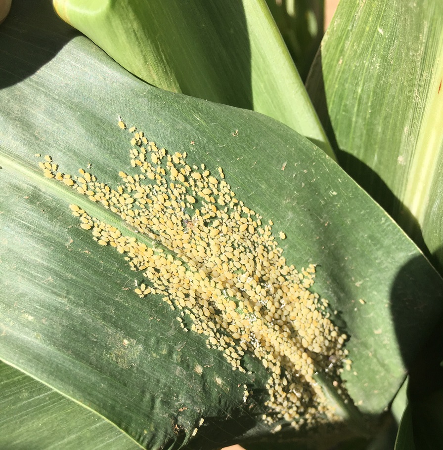 Transform Granted Section 18 for Sugarcane Aphid in Arkansas