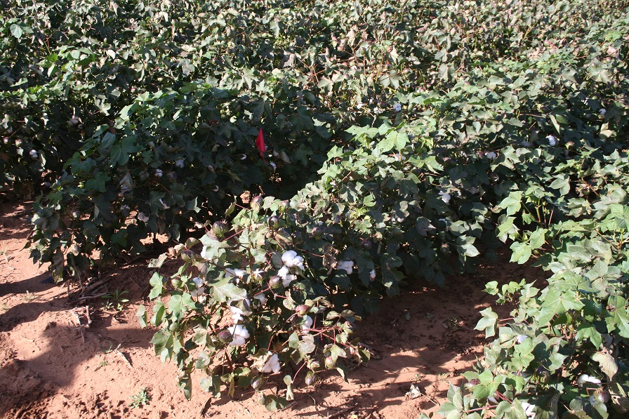 Cotton Sessions from West TX Ag Chemicals Institute Now Online