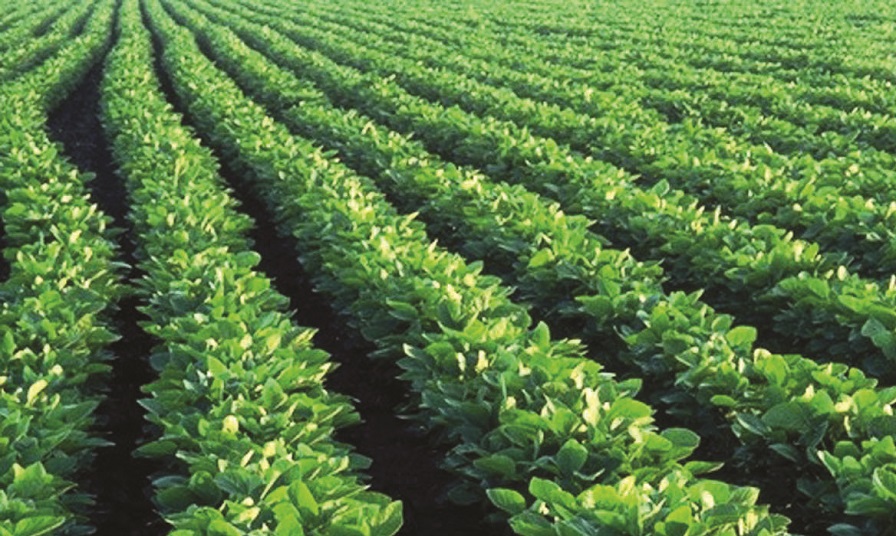 Bayer, MS Technologies Get China Approval for Balance GT Soybeans