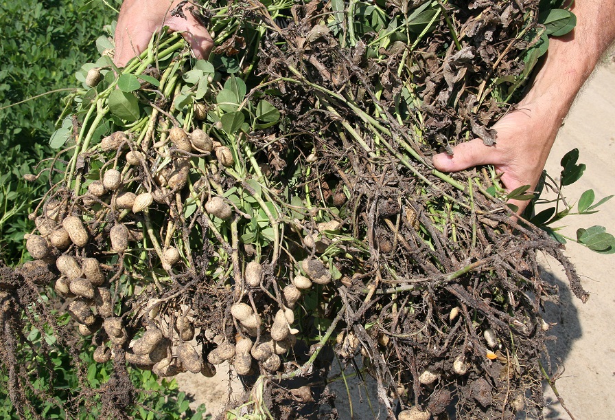 Warm Winter Sparks Concern About Potential Plant Diseases