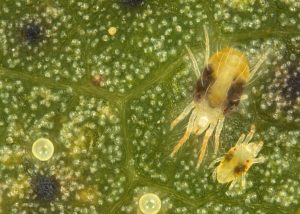 Keep Spider Mites in Mind When Planning Burndown