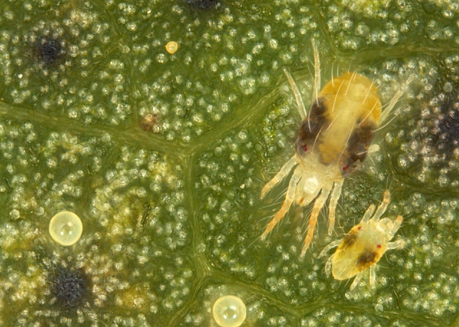 How to Manage Spider Mite Outbreaks in Arkansas