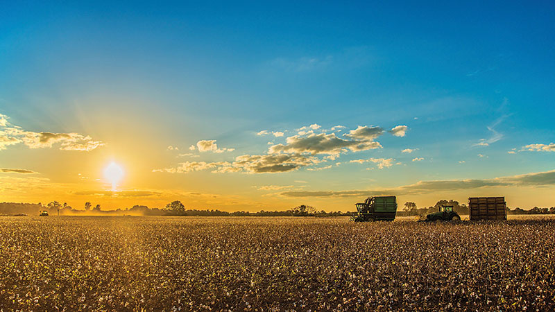 Monthly Cotton Market Roundtable Set for December 8