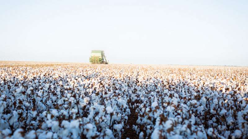 Cleveland: Time to Price Cotton as the Market Sniffs 70 Cents