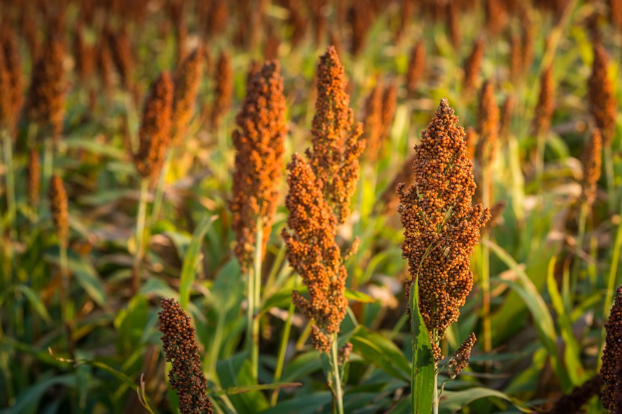 Sorghum Still a Sweet Option