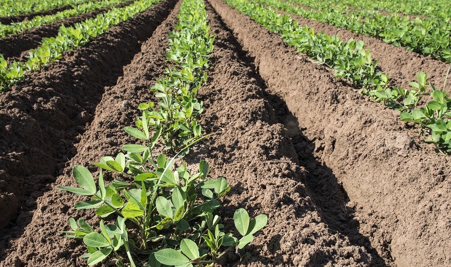 Georgia May See 700,000 Acres of Peanuts in 2017