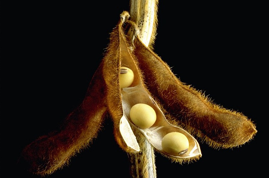 Soybean Oil Used to Develop High Tech Graphene