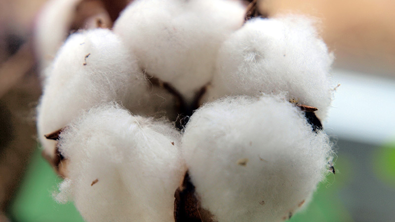 USDA Acreage Report: U.S. Cotton Acres Drop 11% in 2020