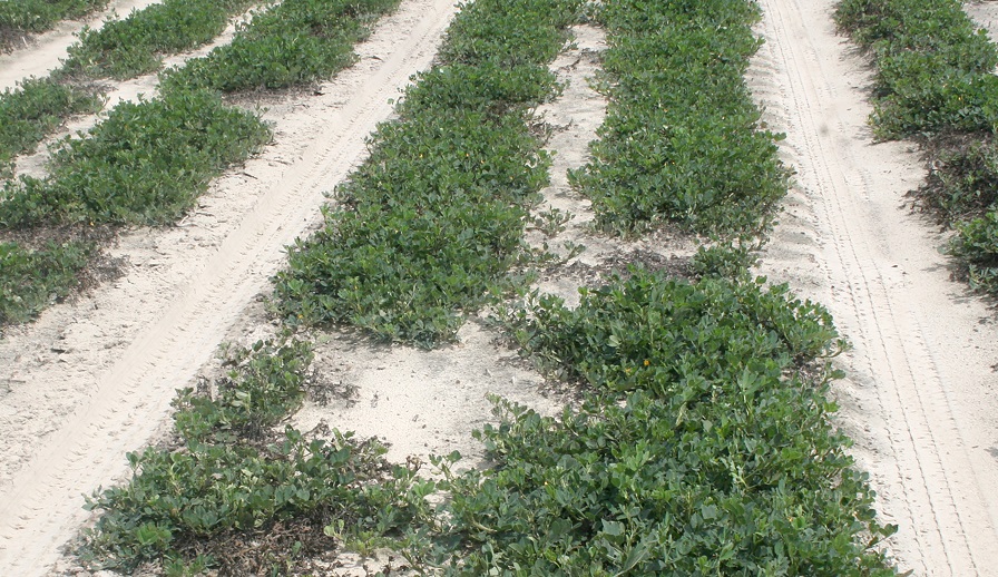 Growers Should Keep Timely Replanting Options in Mind