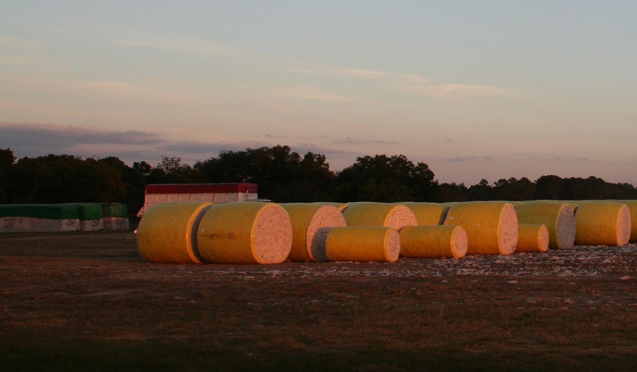 Crop Progress Notes for Cotton – December 2