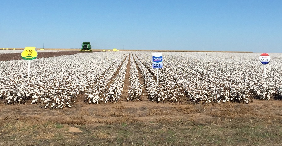 Cotton Varieties Eyed in AgriLife High Plains Trials