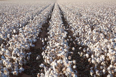 No Surprise: Cotton Acres Heading Down for 2023
