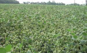 Dicamba Damage Reports Increasing in Arkansas