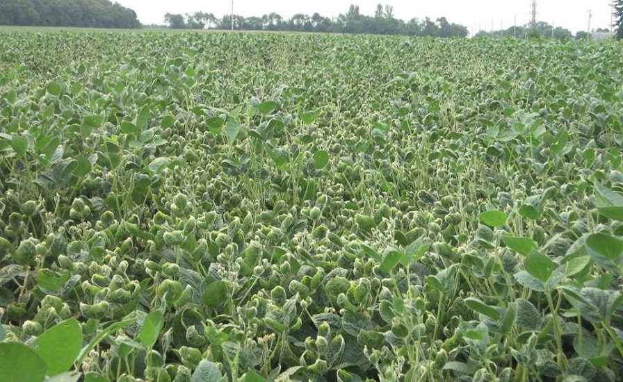 Missouri Joins Dicamba Ban; New Emergency Rules in Tennessee