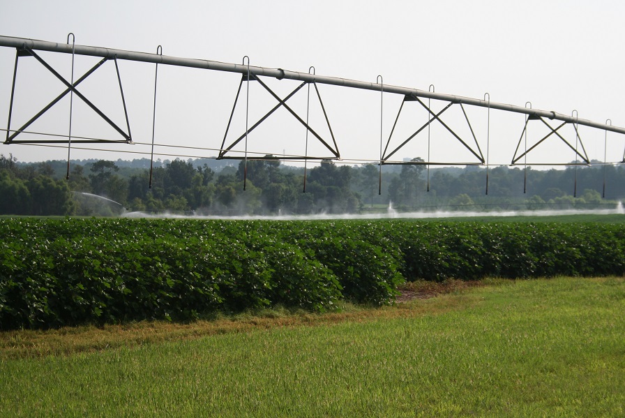 Cotton Highlights from July WASDE Report