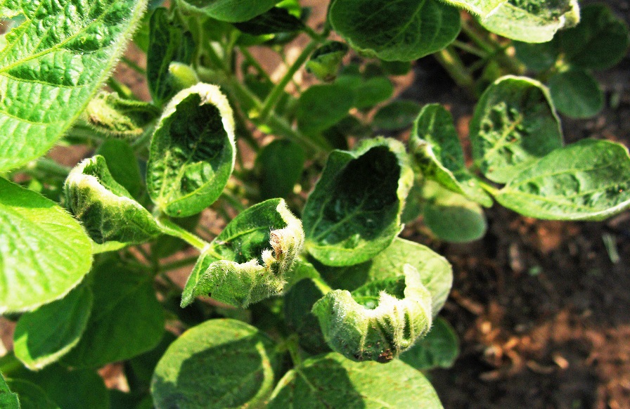 Arkansas Researchers Share Dicamba Volatility Studies