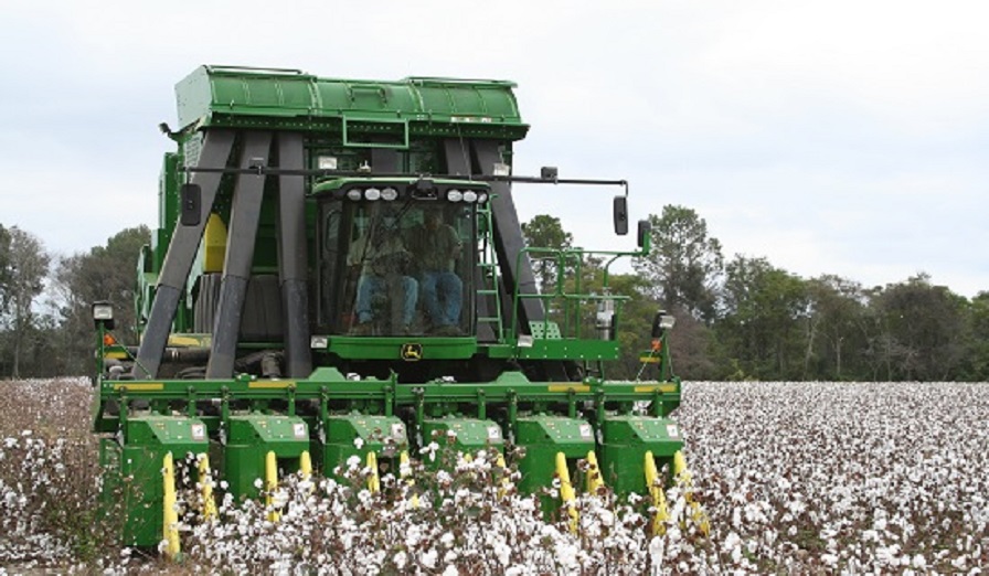 Crop Progress Notes for Cotton – November 4