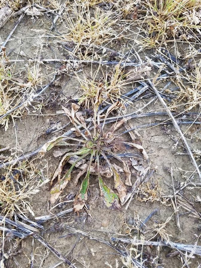 Elevore Herbicide Registered for Burndown Use