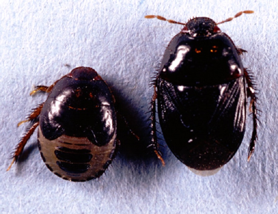 Beating Burrower Bugs