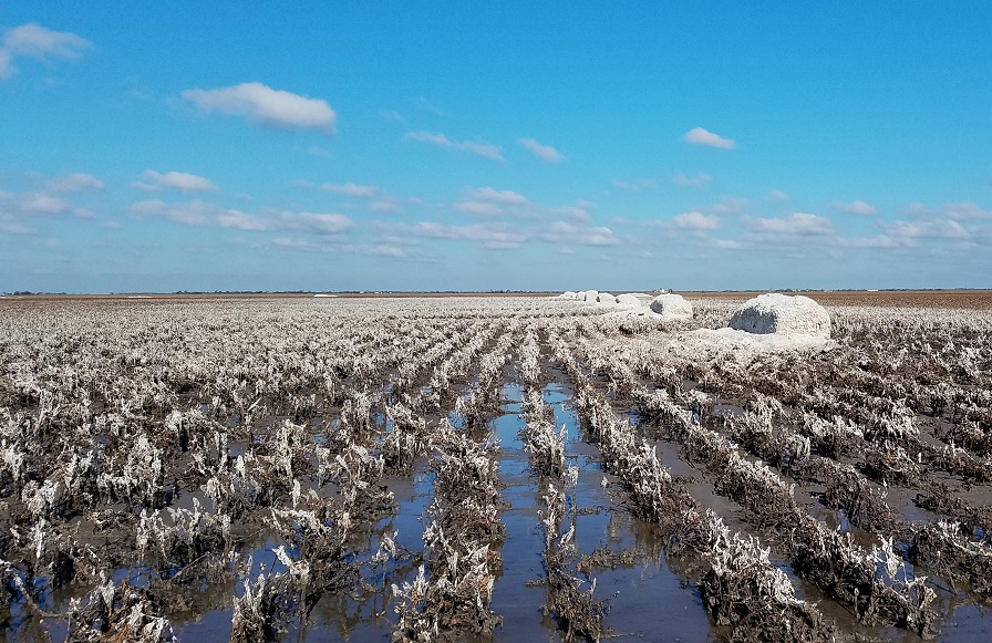 Hurricane Ag Losses in Texas Total $200 Million