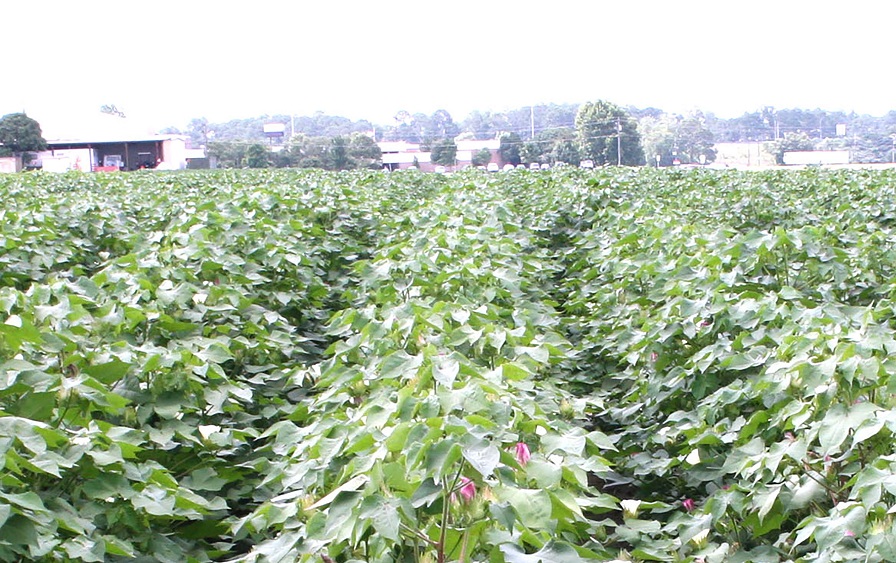 No Pesticide Drift Complaints in Georgia in 2017