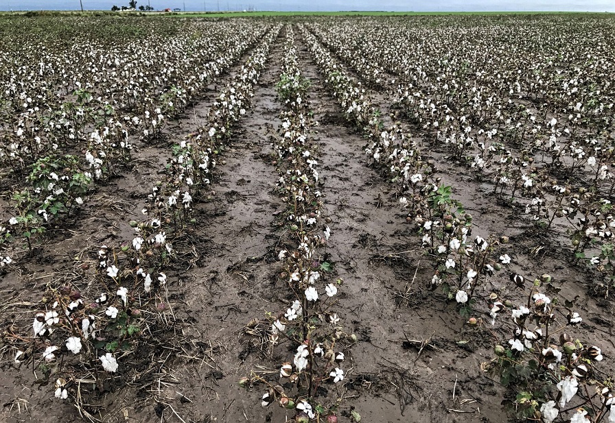 Cool Weather Problems for Texas Panhandle Cotton