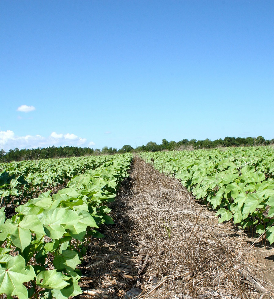 Conservation Grant to Fund GA Cover Crop Research