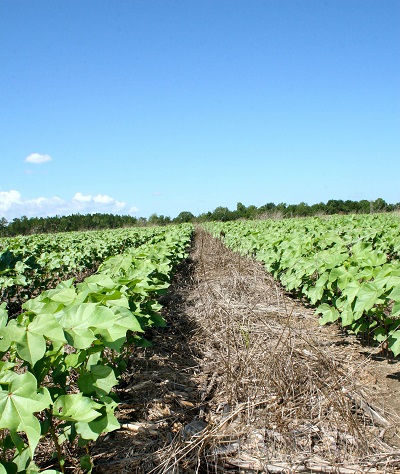 Conservation Tillage Can Pay Off in Georgia
