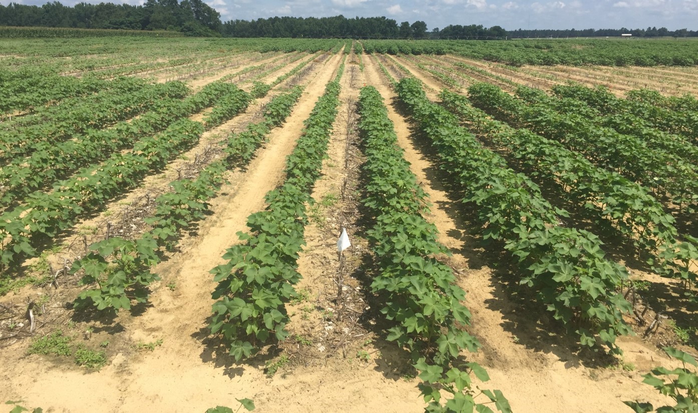 Cotton Variety Trial Data for 2019 Now Available from Several States
