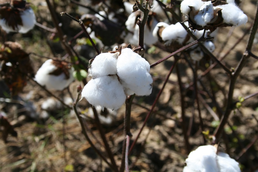 USDA Appoints Members, Alternates, Advisors to The Cotton Board