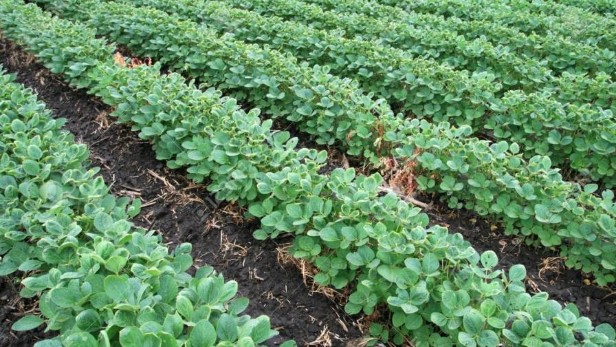 Better for Soybeans: Fall or Spring Applications?