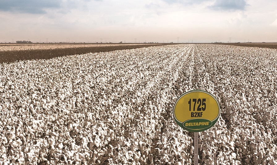 DP 1725 B2XF Delivers Strong Cotton