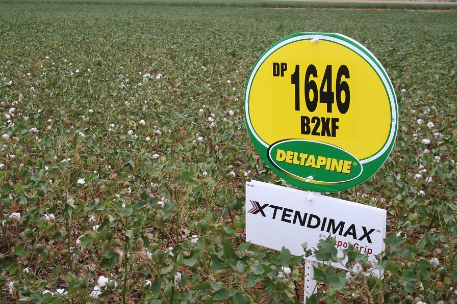 Deltapine Captures Largest Acreage Footprint in U.S. in 2017