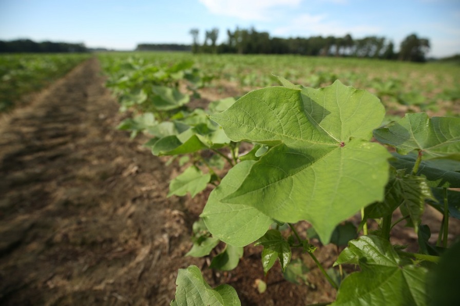 USDA Projects 12 Million U.S. Cotton Acres for 2021