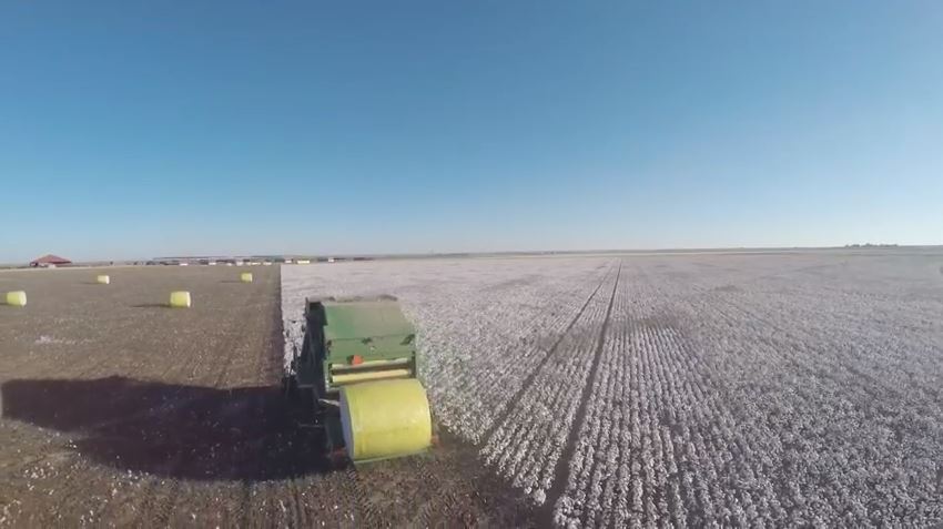Crop Progress Notes for Cotton – December 9